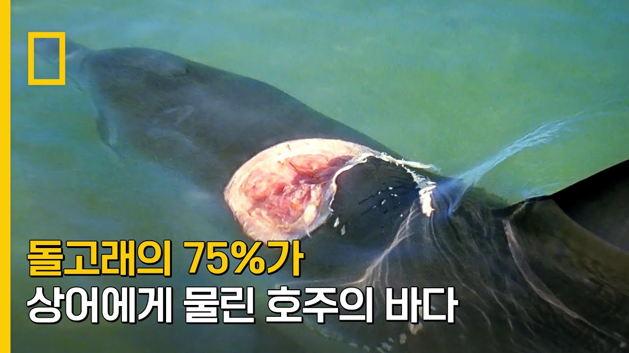 ⁣돌고래의 75%가 상어에게 물린 바다