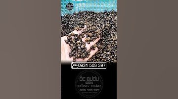 1kg ốc bươu đen giống bao tiền vậy con #nuoiocbuouden #ốcgiống