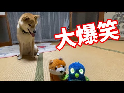 【柴犬】懐かしいオモチャが楽しすぎました!