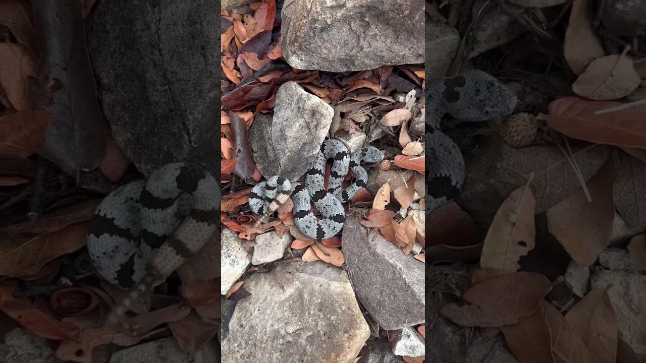 One Of The Best Rattlesnakes In Arizona