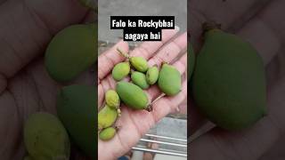 Keri - Falo Ka Rockybhai Surat