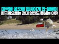 미국을 공포에 휩싸이게 한 생물이 한국쪽으로는 절대 얼씬도 못하는 이유 [해외반응 한류]