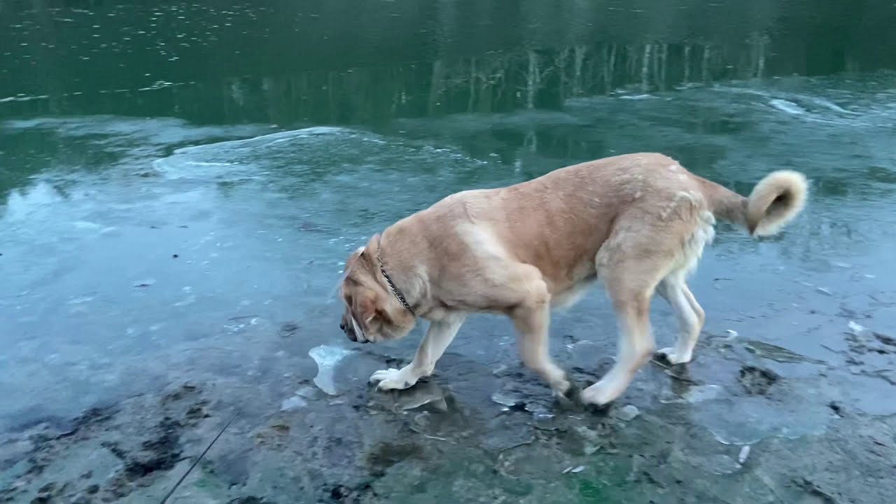 Spanish Mastiff Mastin Espanol Evening Walk Lu Dareva Kennel Youtube