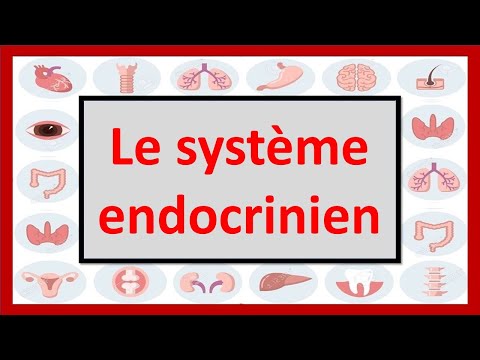 Vidéo: Différence Entre Endocrinien Et Exocrinien