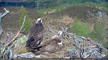 Aila and Louis the Loch Arkaig Ospreys track an unseen intruder Osprey 4 May 2020