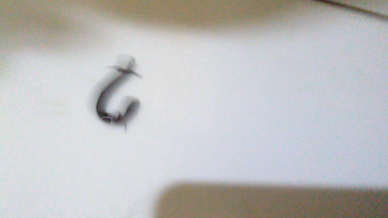 Hewan Melata Youtube