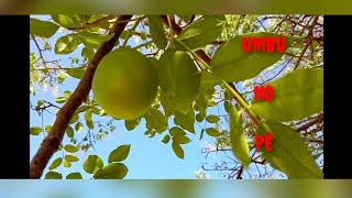 Umbuzeiro Com Umbus 🍈