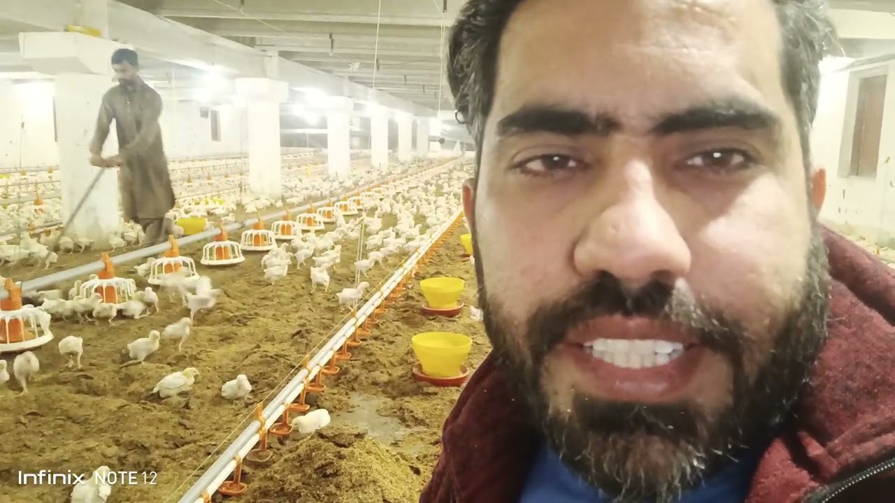 Poultry farm broiler chicken routine work| litter management by raking system| how to raking in shed