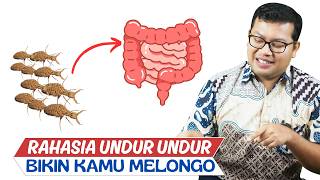 UNDUR-UNDUR! BENARKAH BERMANFAAT UNTUK KESEHATAN ? FAKTA TERLENGKAP - DOKTER SADDAM ISMAIL