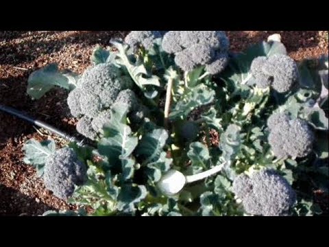 Video: Almacenamiento de cabezas de brócoli: qué hacer con su cosecha de brócoli