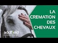 Ref:Mtcof3Cfrds La cr�mation des chevaux est une industrie en pleine expansion.
