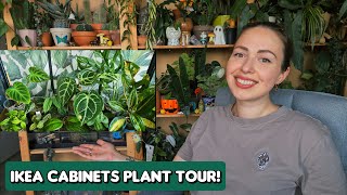 Tour of my plants in IKEA greenhouses💚🌿 Hoyas, aroids, Begonias and more