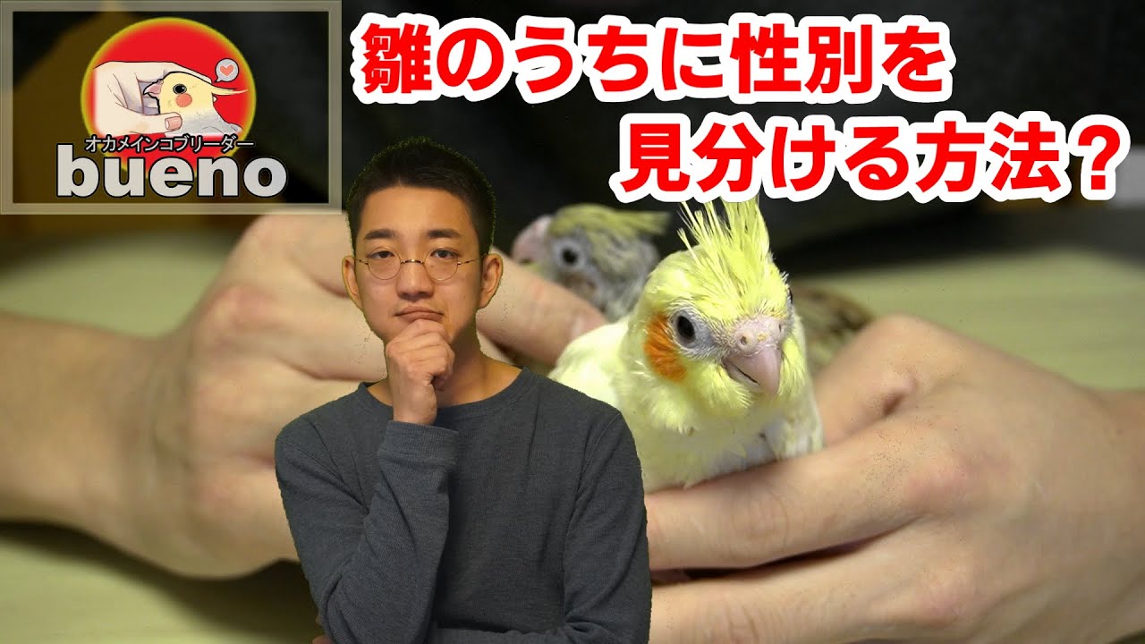 オカメインコ 雛のうちに性別は見分けられる Youtube