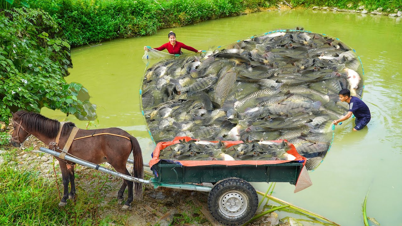 Dredge Fishing Nets Harvest Lots Of Carp, Use Horse Drawn Cart To Transport Many Carp Go To Sell