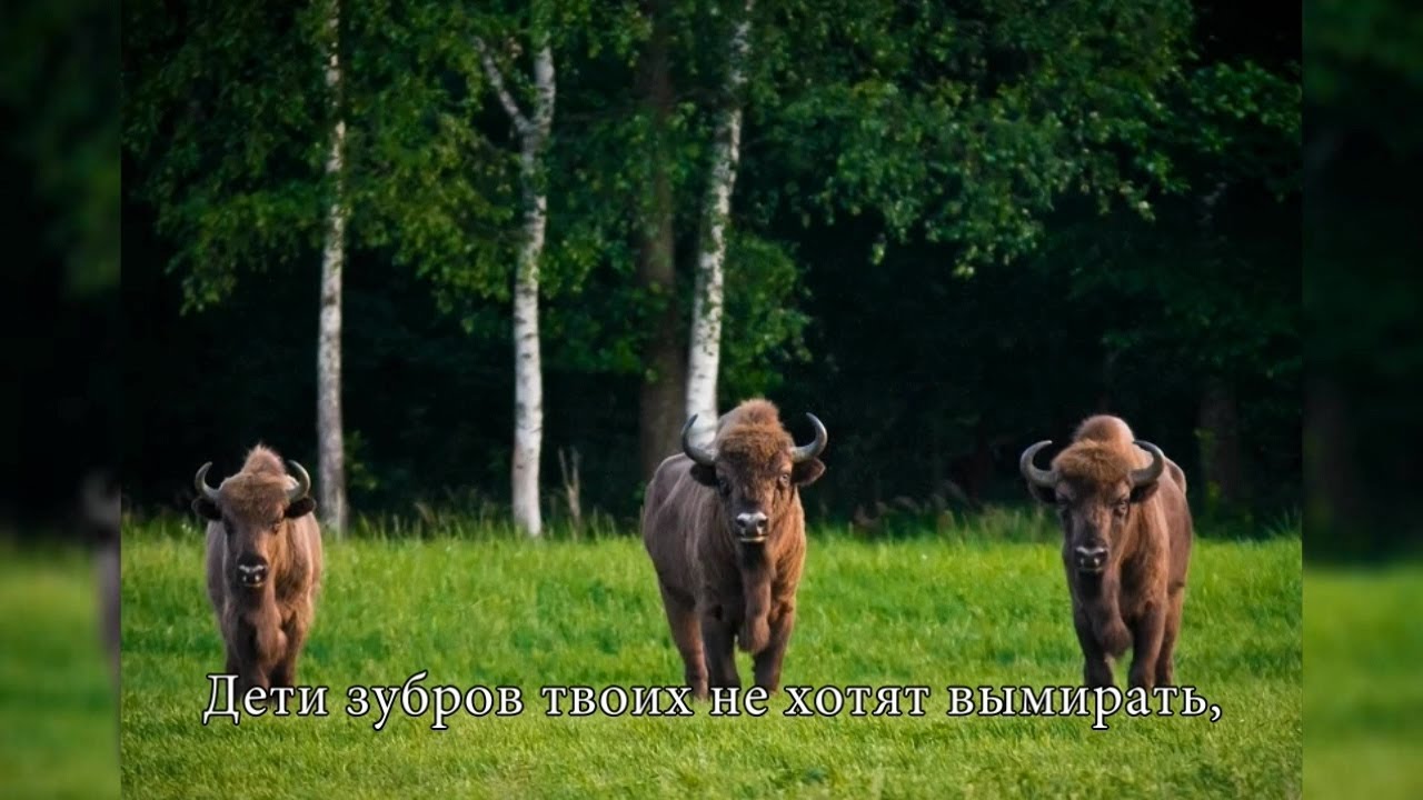 Беловежская пуща - Ансамбль песни и танца Ленинградского дворца ...