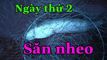 Câu cá | Ngày thứ 2 săn nheo bằng mồi gián đất - câu cá sông Lục Nam