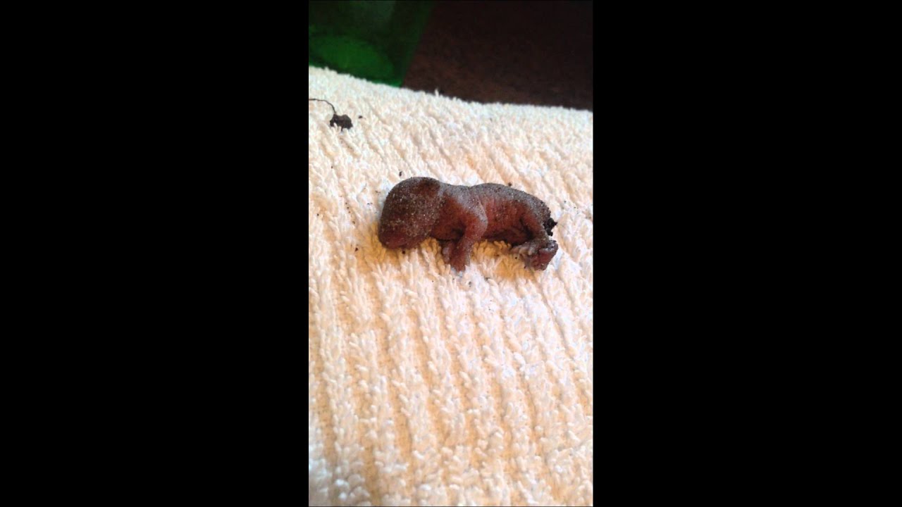 Newborn Mole Rescued Youtube