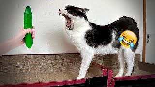 😻😘 Funniest Cats and Dogs 🤣😻 Best Funny Animal Videos 2024 # 11