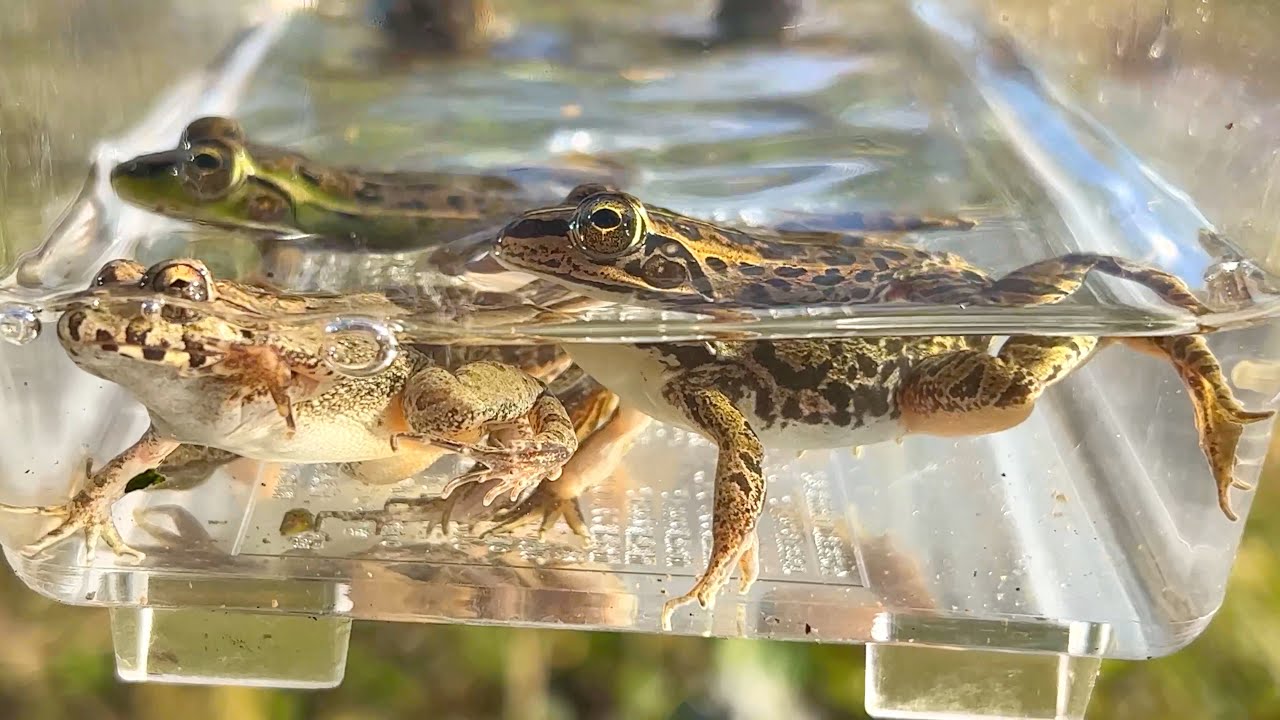 Я поймал много разных существ, ловя японских лягушек! лягушки, змеи и рыбы.