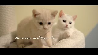 Marina's cat story by Beauty Of Freya Cattery 1,641 views 7 years ago 6 minutes, 1 second