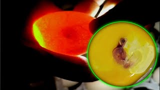 Detailed examples of healthy and dead embryos in hatching eggs