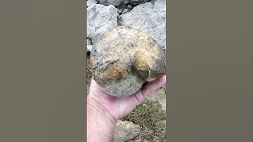 We found this NAUTILUS FOSSIL in a dry North Texas Creek while #fossilhunting #fossils