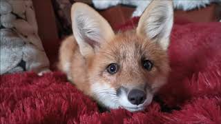 Little Foxie Fox playing