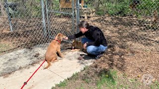 Macomb County Animal Control Update - May 2020