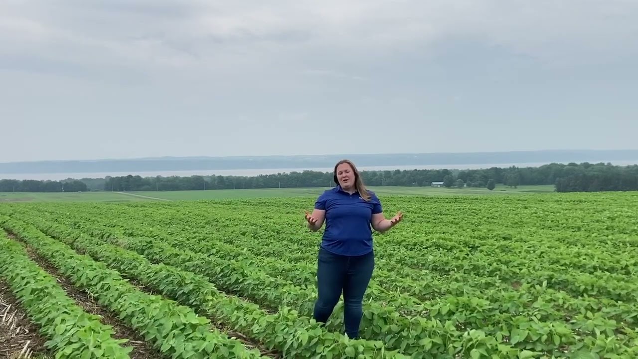 Pourquoi le 2,4-D offre plus de stabilité et moins de volatilité