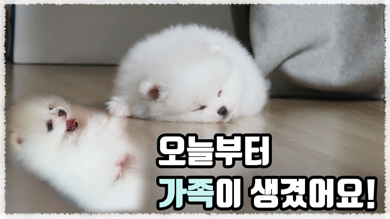 [Eng] 솜뭉치 강아지 우디, 새집 바로 적응하게 된 비법은?! Cotton Ball Puppy Woodi, how did