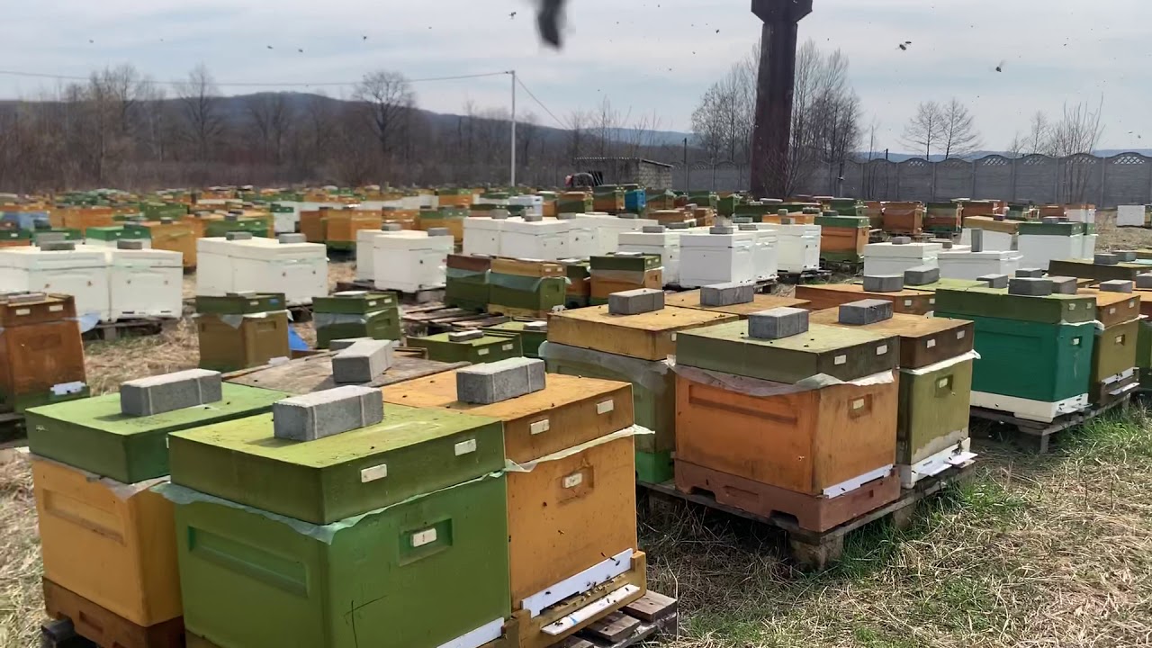 Пчелопакеты купить московская. Промышленная пасека. Пчелопакеты. Промышленный улей. Пчелопакеты Узбекистан.