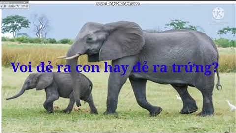 T.C  con vật sống trong rừng