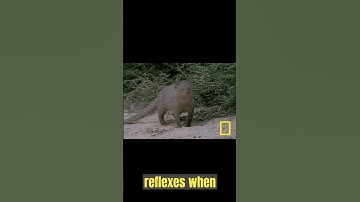 Mongoose vs Snake (Who Wins??) - Animal Facts #shorts