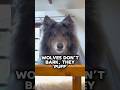 Wolves don’t bark, they PUFF! #wolf #wolves es