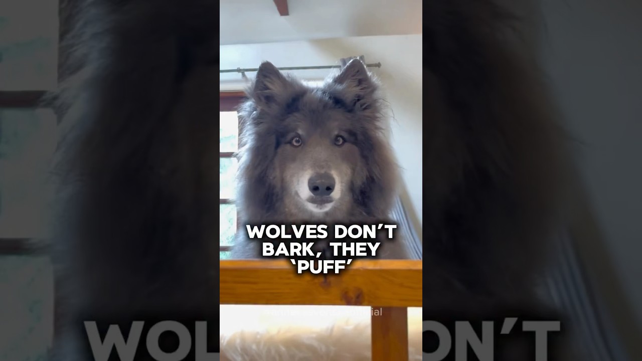 Do wolves bark to communicate with humans?