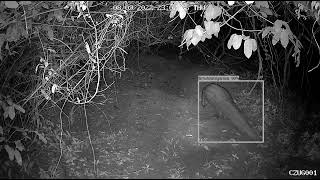 Pangolin Detections in Ugana Using Conservation AI Real-Time Camera Traps