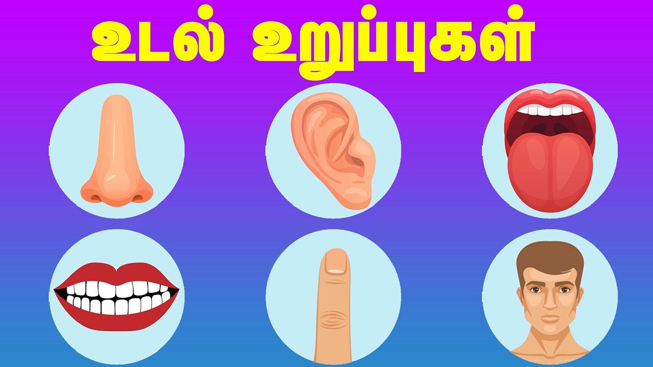 மனித உடல் உறுப்புகளின் பெயர்கள் Human Body Parts Name Educational Video in Tamil - YouTube
