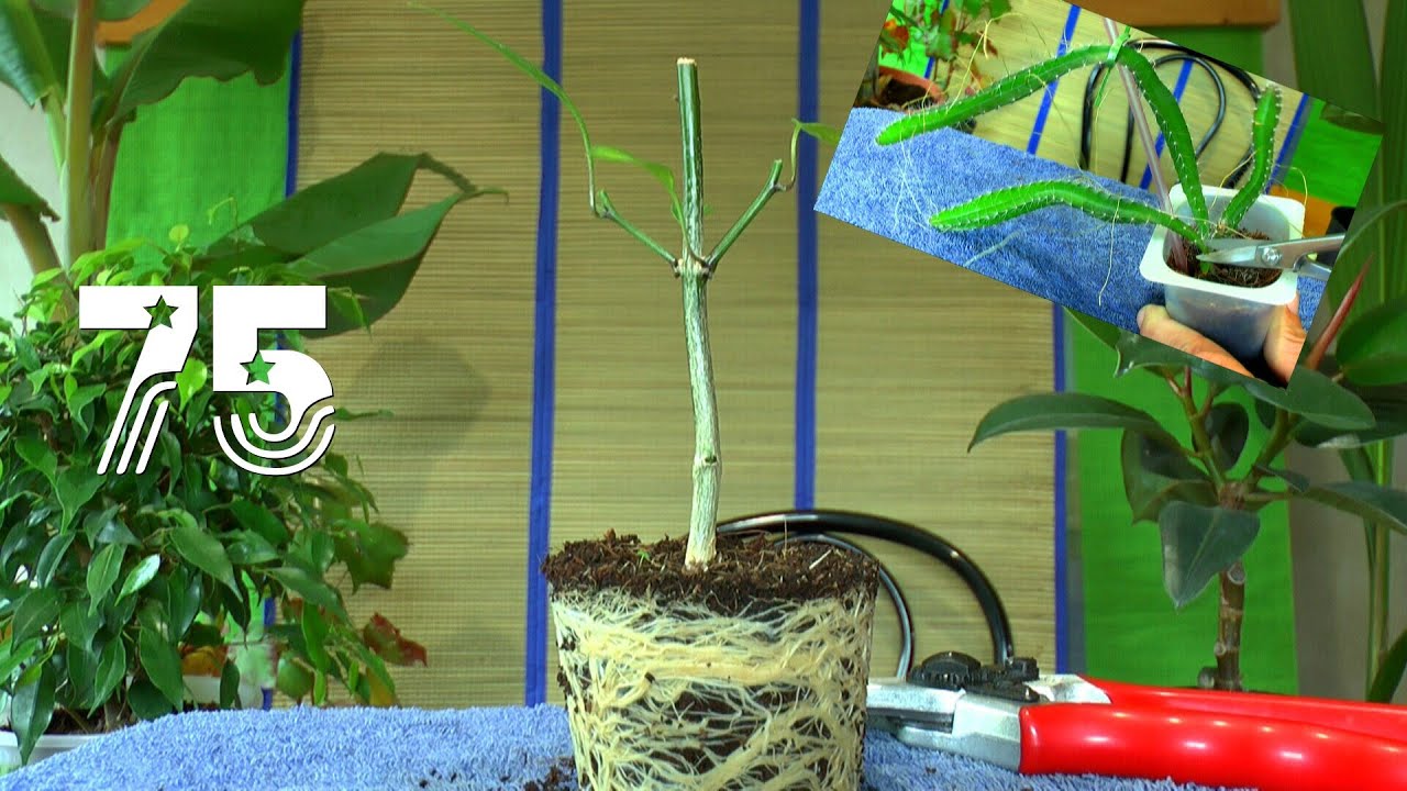 Chili Bonsai. Die Smlinge und wie geht es weiter mit den Exoten und  anderen Pflanzen Teil 75