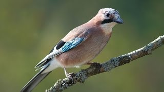 Eurasian Jay - Ajaɣiɣ - Geai des Chênes -  أبو زُريق الأوراسي - أجَغيغْ