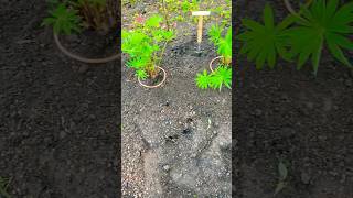 Copper pipe plant protection- part three