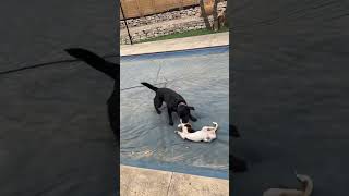 Ruby makes a new friend!