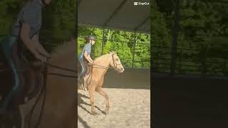 GOLDEN PONYYY