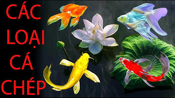 CÁC LOẠI CÁ CHÉP  - SÀN CÁ CẢNH TV