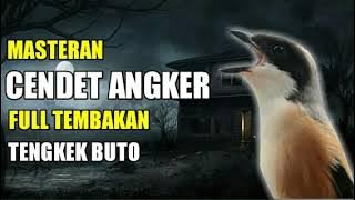 MASTERAN CENDET ANGKER FULL TEMBAKAN TENGKEK BUTO