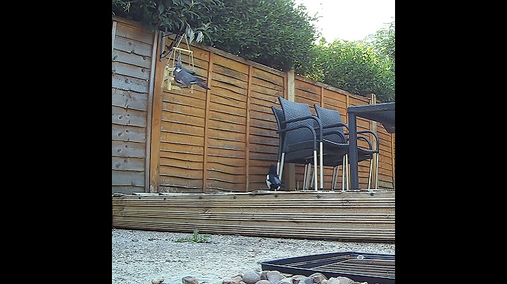 This magpie is like Dave 2.0, it’s chasing off the wood pigeons again! For no reason 😂