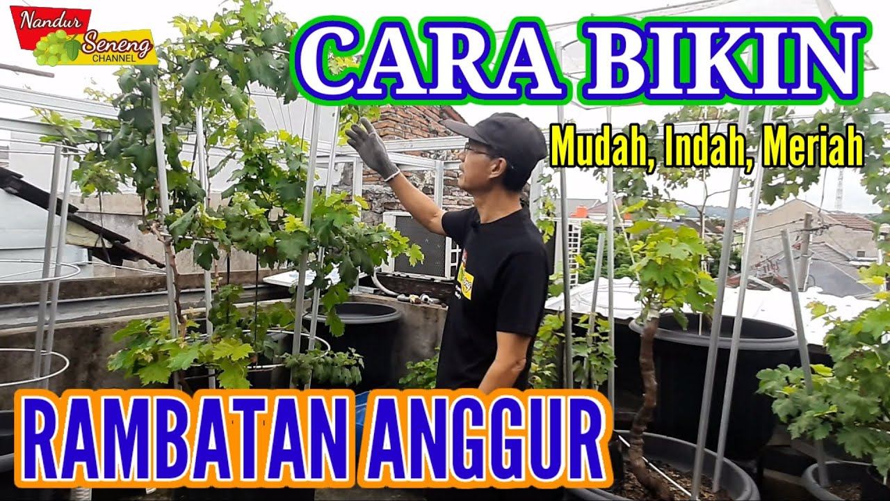 CARA TANAM ANGGUR DALAM POT PART #3 Rambatan Anggur  yang Ideal
