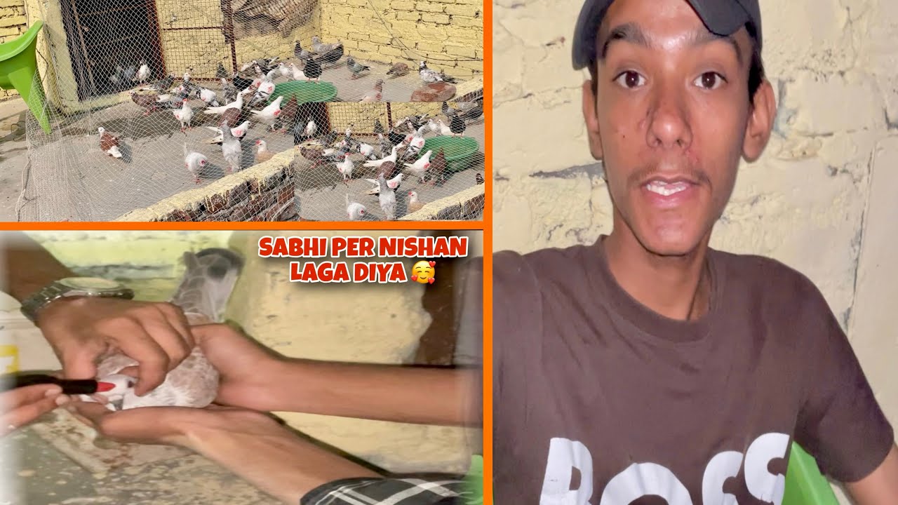 Aman Ne Sabhi Kabutro Per Nishan Laga Diya 😍🫀Ab Ayga Bhohut Maza 🔥