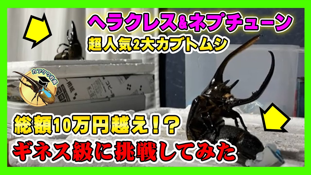 総額10万円越え！？】超巨大なネプチューンオオカブト♀降臨！ギネスを