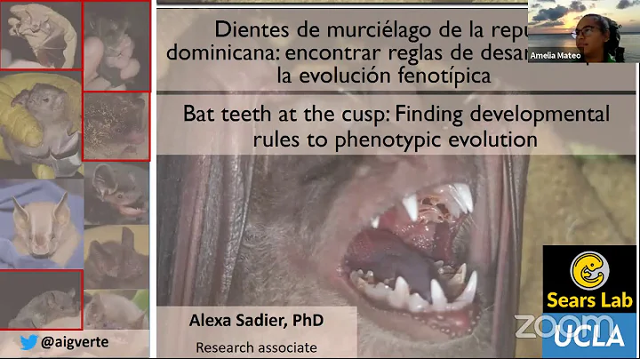 4to. Día de la Semana de Murciélagos del PCM Dominicana por Alexa Sadier.