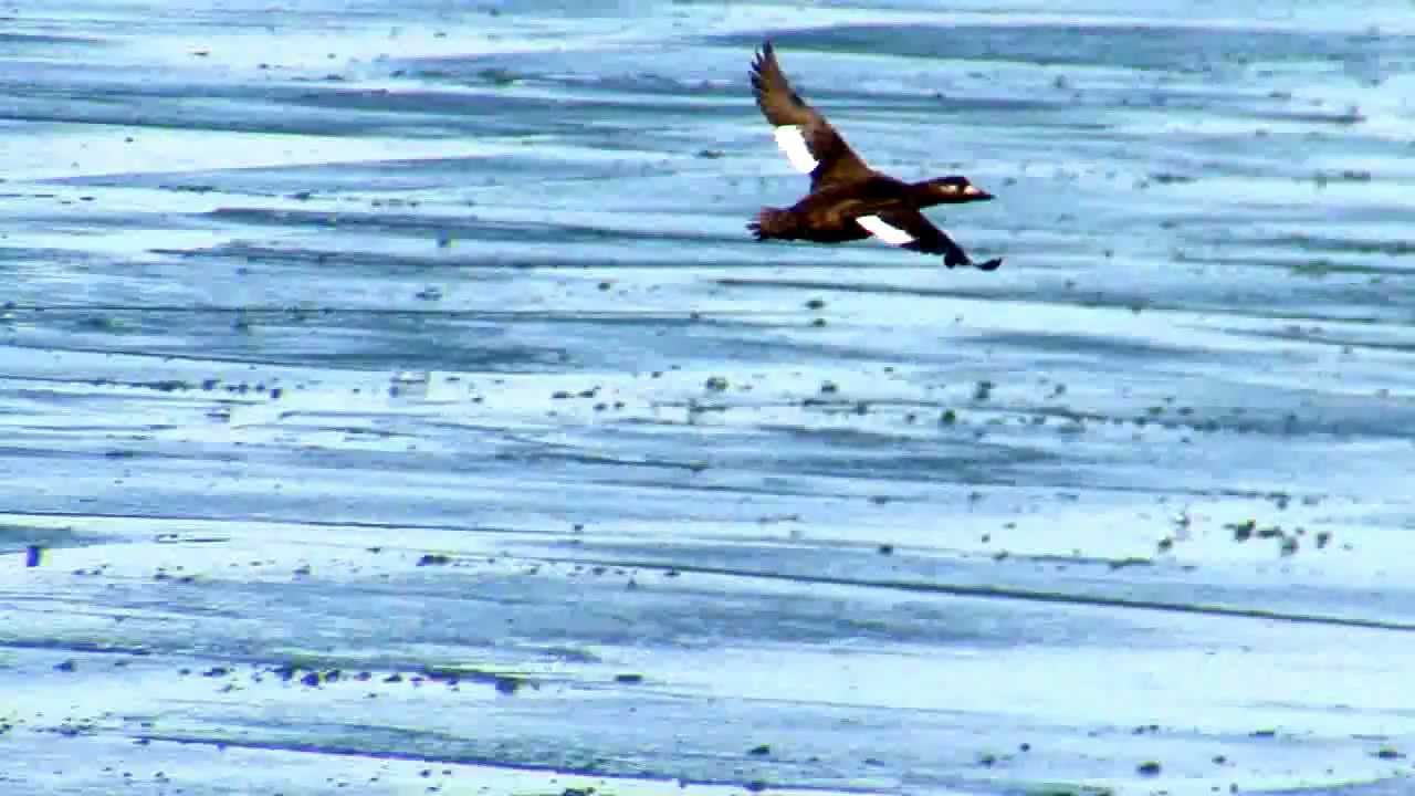White-winged Scoter and other ducks in flight over ice 